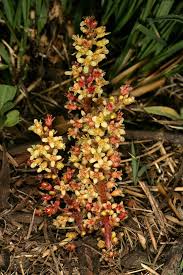 Image result for Lannea edulis