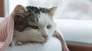 If your cat is demonstrating any of the following symptoms, please have examined by your veterinarian it is best to work with your cat's veterinarian to determine if fiv vaccination is the best option for whether or not your cat is vaccinated, it is always important to prevent exposure to fiv. Cat Flu Causes Symptoms Treatment Medivet