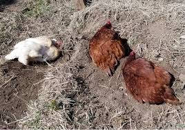 Dust bathing is the chickens way of keeping themselves clean, like we would bathe a dog, or dust bathing is also a relaxing and even social pastime for chickens. All About Chicken Dust Baths The Happy Chicken Coop