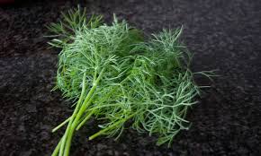 We did not find results for: How To Harvest Dill And Store It For Later Epic Gardening