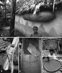 Image result for Hippocratea apocynoides