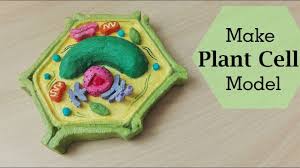 Animal cell, bacterial cell and plant cell structure, cross section detailed colorful anatomy on bright gradient. Simple And Easy Way To Make Plant Cell Model 3d Styrofoam Carving