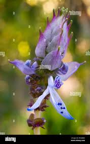 Image result for Coleus caninus