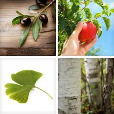 Das versprechen bei der eheschließung lautet auch heute, dass man in guten früher konnte man solche sprüche auch in holz schnitzen oder in einen bilderrahmen einfügen und dem paar schenken. Baum Verschenken Welchen Baum Zu Welchem Anlass Gentleman Blog