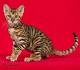 DesignerStripes Toygers Cat Breeder Cattery Illinois