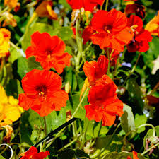 From seed to showstopper outdoor planters! Yard Garden Outdoor Living Items Home Garden Nasturtium Double Golden Ball Seeds Annual Flower Tropaeolum Majus