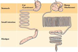 In order to fulfil the requirements of feeding, animals could. Obligate Carnivores Nature S True Carnivores An In Depth Look