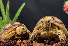 How To Care For Your Sulcata Tortoise Allan S Pet Center