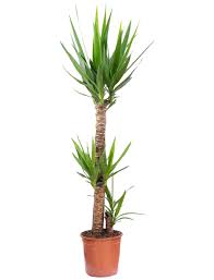 Palme dutt, was a leading journalist and theoretician in the communist party of great britain. Yucca Palme Yucca Elephantipes Hagebau De