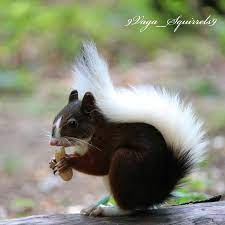 Beautiful Squirrel Baby Animals Animals Friends Animals Beautiful