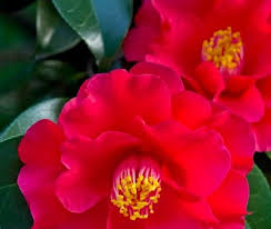 White, medium profuse blooming rose form double. Camellia Care Difference Between Camellia Sasanqua Camellia Japonica