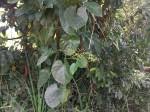 Image result for Cissus petiolata