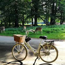 Into The Woods In Dyrehaven Wood Batavus Bicycle