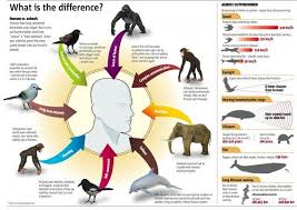 Data Chart Humans Vs Animals Infographic Infographic