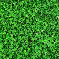 How to kill clovers without killing the grass. How To Get Rid Of Clover In Your Lawn Naturally This Old House