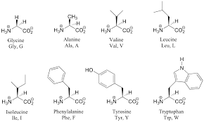 20 Common Amino Acids Chart Www Bedowntowndaytona Com