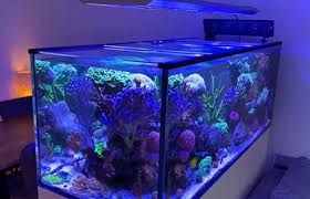 Best Reef Tank Led Lights And Par For Soft Lps Sps Corals