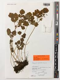 Image result for Isopyrum nipponicum