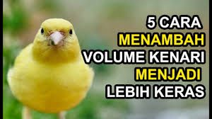 Check spelling or type a new query. 5 Tips Menambah Volume Kenari Menjadi Lebih Keras Youtube