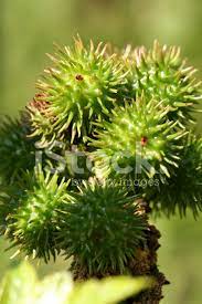 Que mama mucho o más tiempo del normal mi hijo pequeño fue un niño mamón. Fruta Da Planta Mamona Fotos Do Acervo Freeimages Com