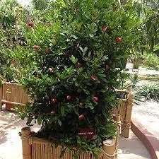 Be the first to review the best miracle fruit trees for sale cancel reply. Miracle Fruit Plants For Sale Fastgrowingtrees Com
