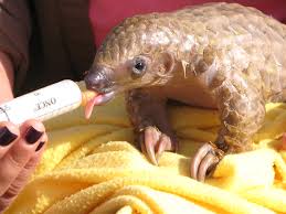 Easy hacks to make organizing baby's nursery easy! An Alternative King Of Cute The Baby Pangolin The Amphibian Avenger
