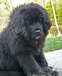 Grizli Tibetan Mastiff Puppy Tibetan Mastiff Puppy Mastiff Puppies Tibetan Mastiff Dog