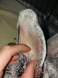 Image result for scabies rabbits ears