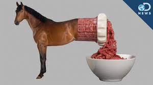 Would You Eat Horse Meat Youtube