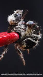 Image result for panda ant