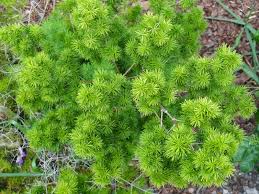 University of Florida/IFAS Charlotte County Extension: Ornamental asparagus  – not a fern