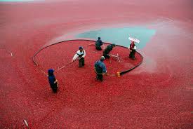 The Cranberry Harvest Celebration Is Back