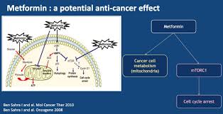 Metformin decreases blood glucose levels by decreasing hepatic glucose production (gluconeogenesis), decreasing the intestinal absorption of glucose, and increasing insulin sensitivity by increasing peripheral glucose uptake and utilization label. Asco 2019 Taxomet A French Prospective Multicenter Randomized Controlled Phase Ii Study Comparing Docetaxel Plus Metformin Versus Docetaxel Plus Placebo In Mcrpc Medical Oncologist Perspective