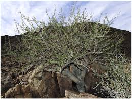 Image result for Commiphora