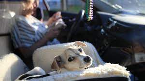 32l x 22.5w x 24h. Puppy Scams Have Spiked In The Pandemic The New York Times