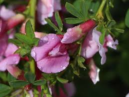 Photos, address, and phone number, opening hours, photos, and user reviews on yandex.maps. Purpur Ginster Rosenginster Cytisus Purpureus Baumschule Horstmann