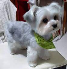 See more ideas about maltipoo, maltipoo haircuts, cute dogs. Male Short Hair Shih Tzu Haircuts Novocom Top