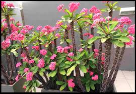 Image result for Euphorbia eylesii