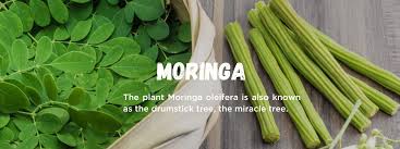 Image result for Moringa