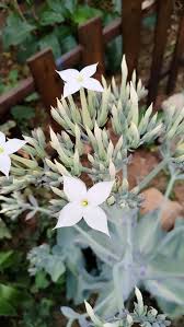 Image result for Kalanchoe marmorata
