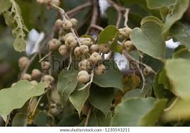 Image result for Croton macrostachyus