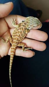Hi Can Anyone Tell Me What Kind Of Bearded Dragon I Have Bearded Dragon Care Bearded Dragon Baby Bearded Dragon
