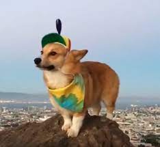Here S A Corgi Wearing A Propeller Hat Because Dogs Wearing Hats Are Just Too Friggin Cute Corgi Cute Animals Puppies Cute Creatures