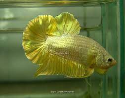 If you are not, why list of features: Fwbettashmp1405876658 Big Father Super Gold Hmpk Male 05 Betta Fish Care Betta Fish Betta Fish Types
