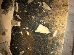 How To Remove Mold In Kitchen 100 Doable The Mold Insider