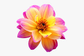See more ideas about flowers, beautiful roses, beautiful flowers. Dahlia Png Image Pink Yellow Flower Dahlia Transparent Png Kindpng