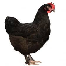 Black And White Speckled Chicken Name Pin By Elizabeth Whitlock On Chickens In 2020 Black Copper Marans Plymouth Rock Chicken Chicken Breeds