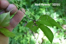 Image result for Hyparrhenia bracteata