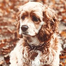 Cocker spaniels have a thick and luxuriant coat that grows very quickly. Cocker Spaniel Grooming