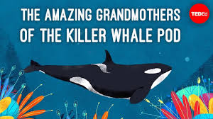 What Killer Whales Have In Common With Your Grandma Ewc